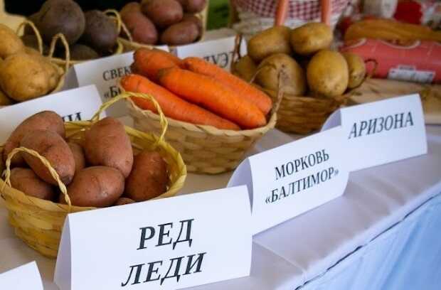 В курганской ячейке «Единой России» возложили на государство ответственность за рост цен