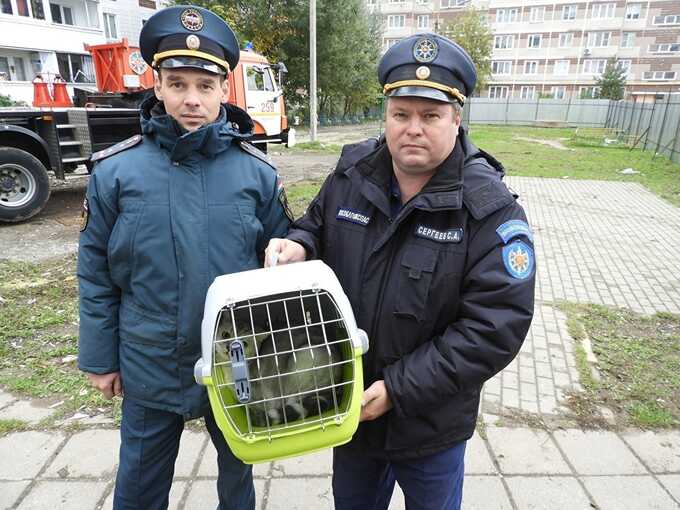 В Ногинске из пострадавшего от взрыва газа дома спасли всех животных