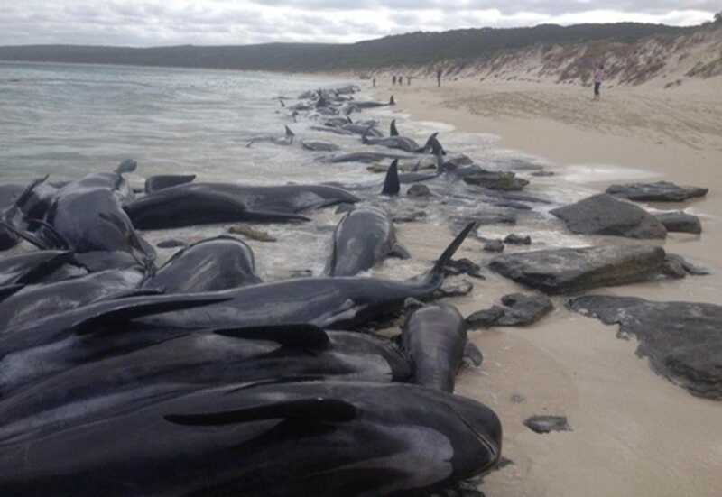 На побережье Чёрного моря много дельфинов выбрасывается на берег